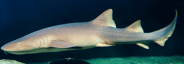 Nurse Shark