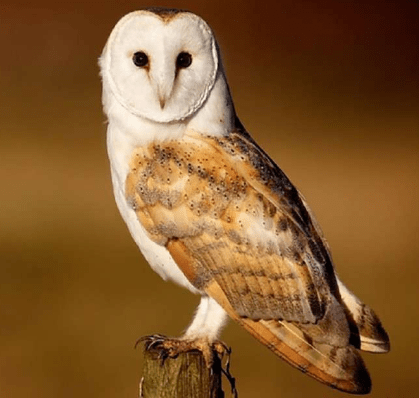 barn owl