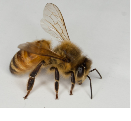 Cayman Insect INSECTS | Animals of the Cayman Islands