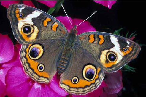 buckeye butterfly