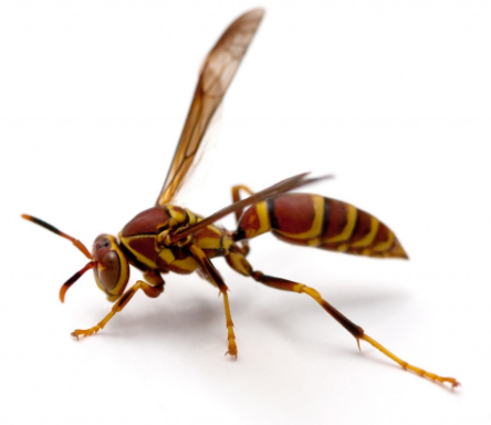 Cayman Insect INSECTS | Animals of the Cayman Islands